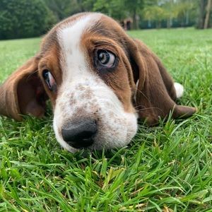 Meet your Posher, Rosemary